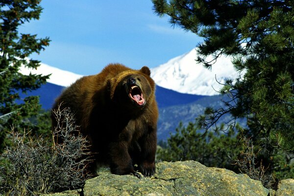 Orso bruno spalancata la gola