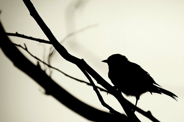 Czarna sylwetka ptaka na gałęzi