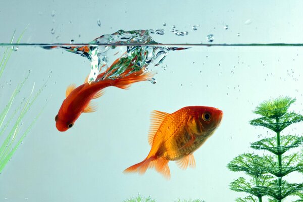 Macro shooting of goldfish