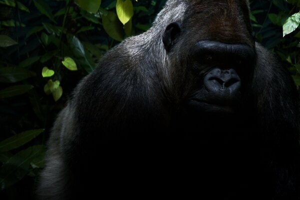 Schwarzer Gorilla im Dschungel