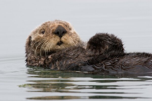 Sea otter swims on its back