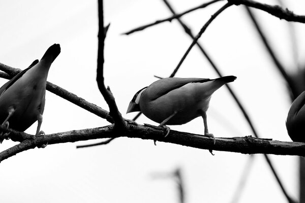 Oiseaux sur une branche en noir et blanc