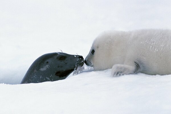 Mom and baby seals in the snow. Cute