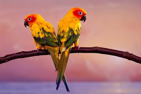 Two bright parrots are sitting on a branch