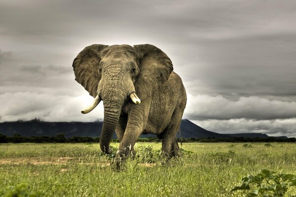 An elephant walking on the grass in cloudy weather