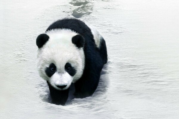 Panda se faufile dans la neige