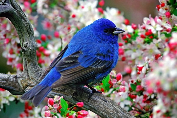 Птица синего цвета в ярких цветах