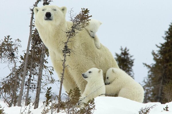 A family of polar bears in the winter forest