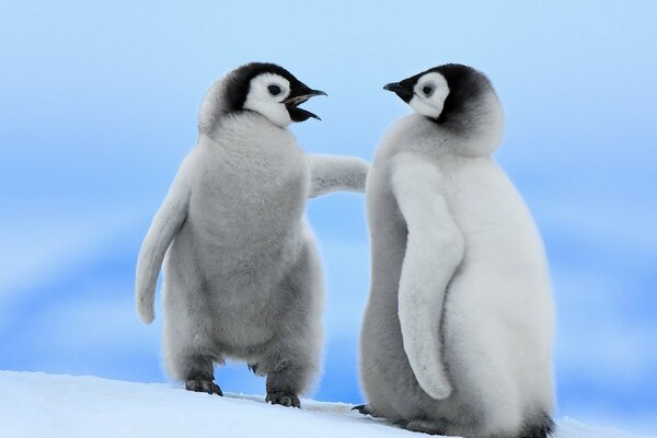Un par de pingüinos en la nieve blanca