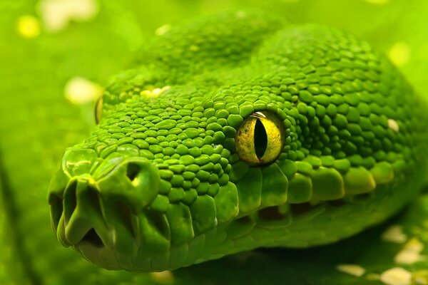 Imagen de ojo de serpiente verde