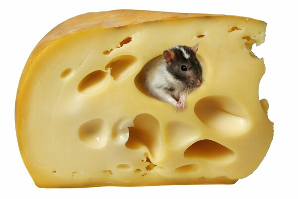 Mouse in his own, white background and cheese