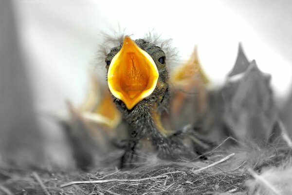 A grey chick with an open beak