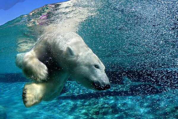 Белый медведь глубоко ныряет