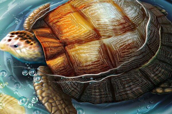 Dessin d une tortue dans l eau avec des coquillages