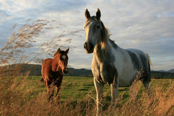 Thoroughbred horses in the field in nature