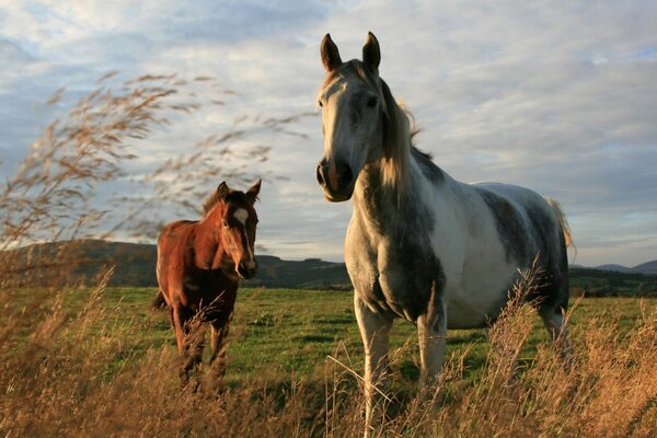 Chevaux de race pure dans un champ dans la nature