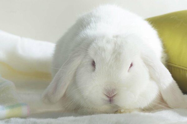 Il coniglio dalle orecchie lunghe giace vicino al cuscino