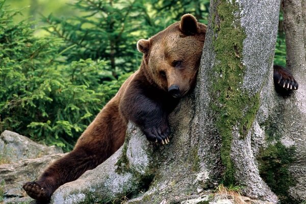 Bear hugs a tree on the background of a spruce forest