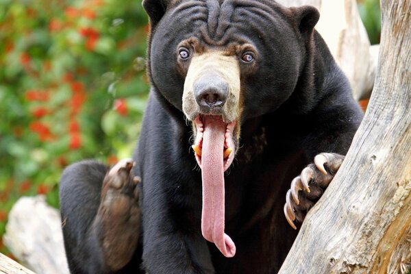 Медведь показывает язык. Юмор животных