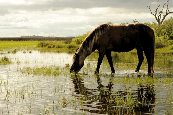 Cheval au bord de la rivière qui boit de l eau