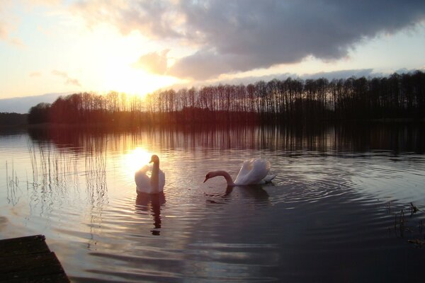 Cygnes dans le lac sur fond de coucher de soleil