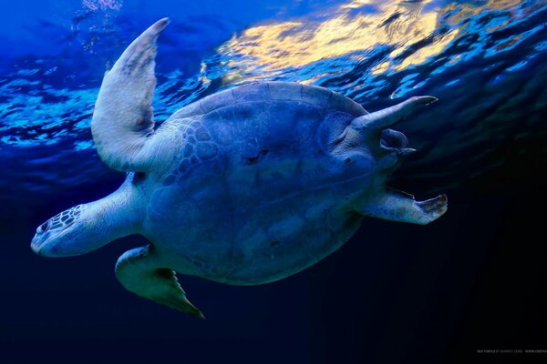 A large turtle swims underwater