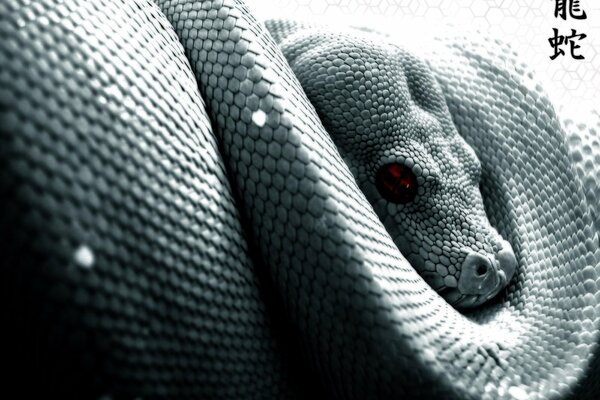Imagen de ojos de serpiente y escamas