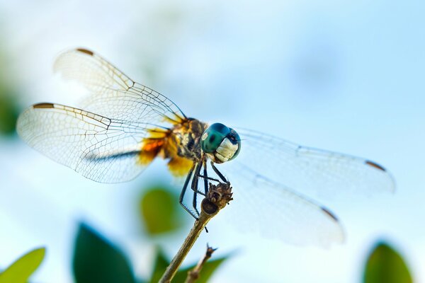 Libellula seduta su un giovane ramoscello