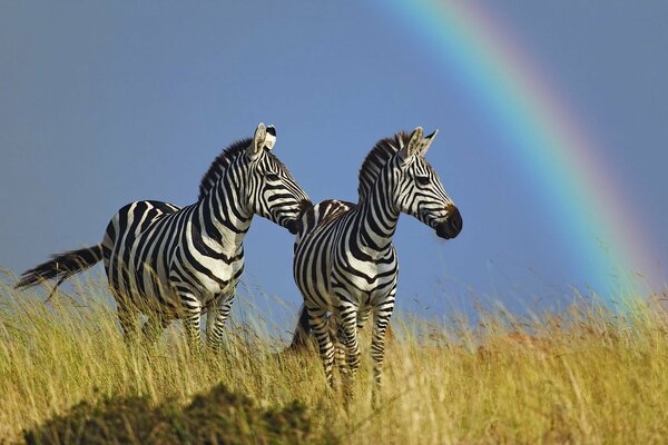 Dos cebras en el césped admirando el arco iris