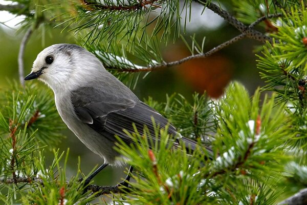 Berggrauer Spatz auf einem Ast