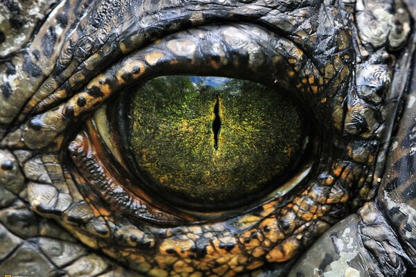 Green reptile eye close-up