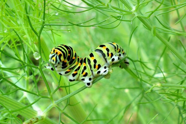 Bruco multicolore che striscia sull erba verde