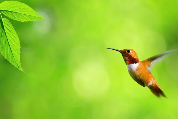 The flight of the hummingbird to the green leaf