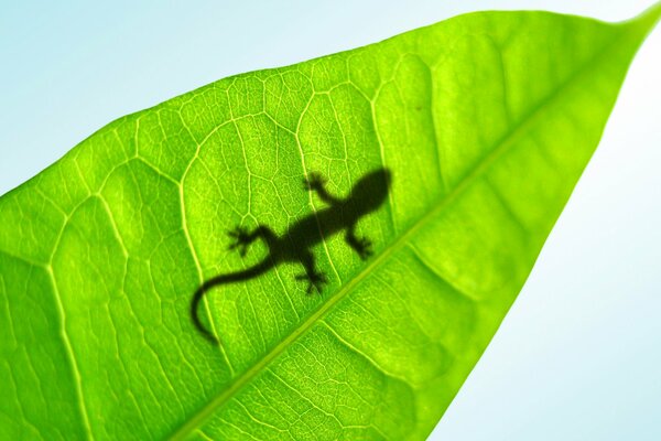 Lagarto arrastrándose por el follaje verde