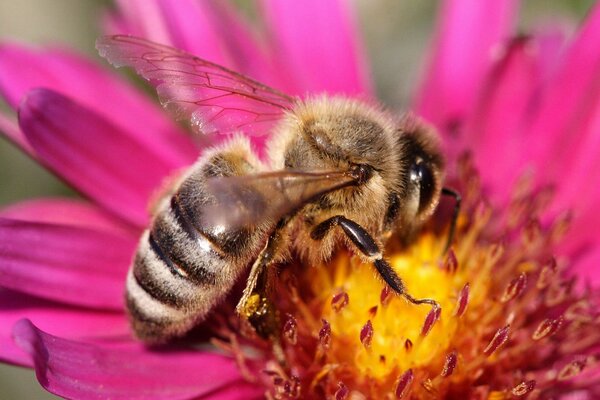 L abeille recueille le nectar de la fleur