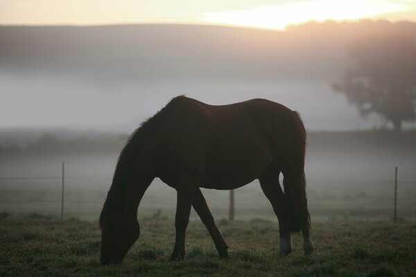 Pferd auf der Weide am nebligen Morgen