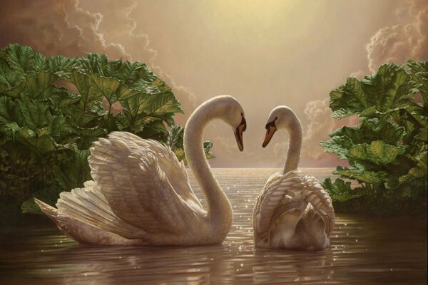 Coppia romantica di cigni sul lago