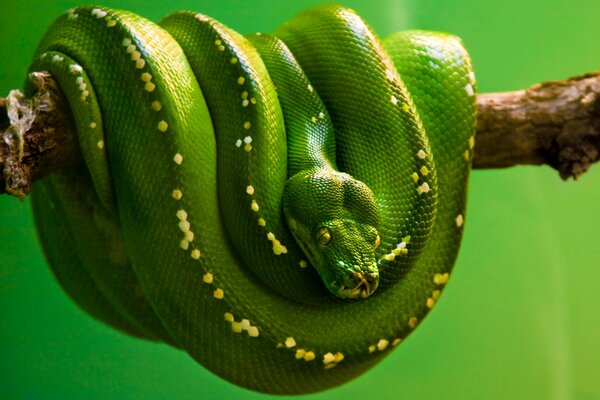 Зелёная змея на деоеве6, клубрк