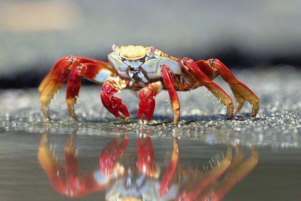 The crab looks at his reflection