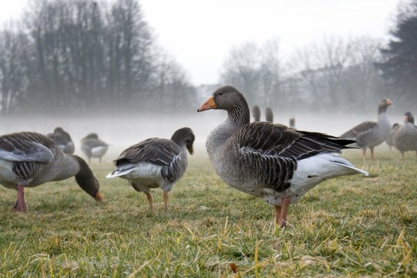 Gansos en la niebla de otoño en el claro