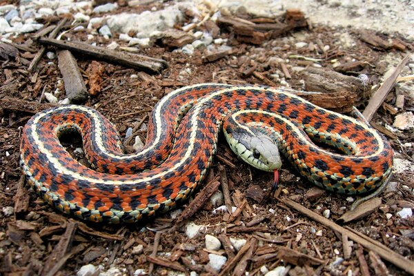 A bright snake with its tongue hanging out