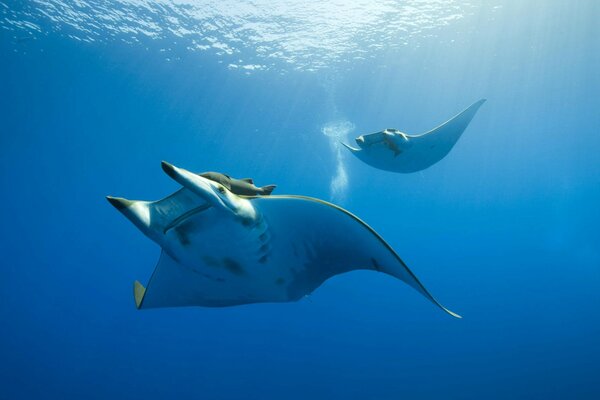 Manta au fond de l océan bleu