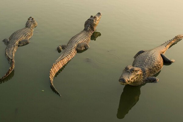 Crocodiles resting in the water are waiting for prey
