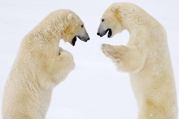 Два белых медведя зимой
