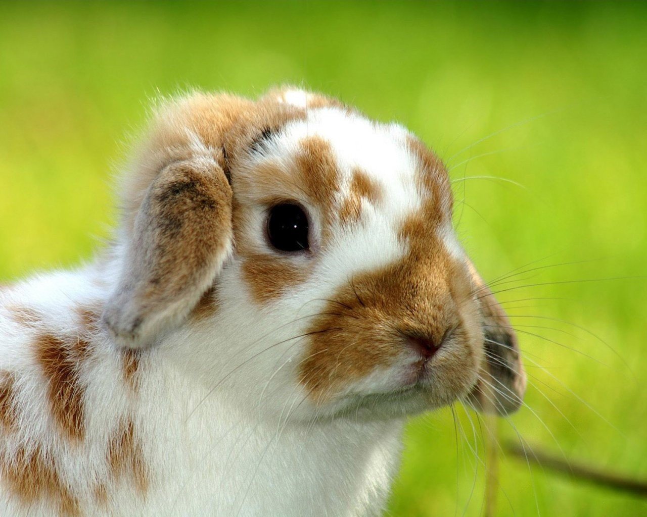 kaninchen tiere falten