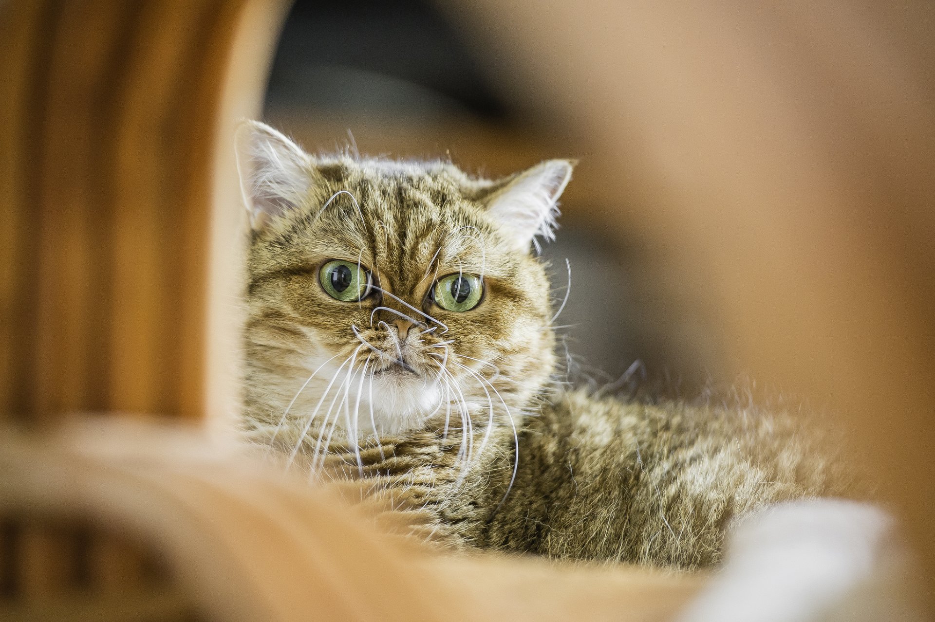 capelli corti gatto gatto kotyara sguardo