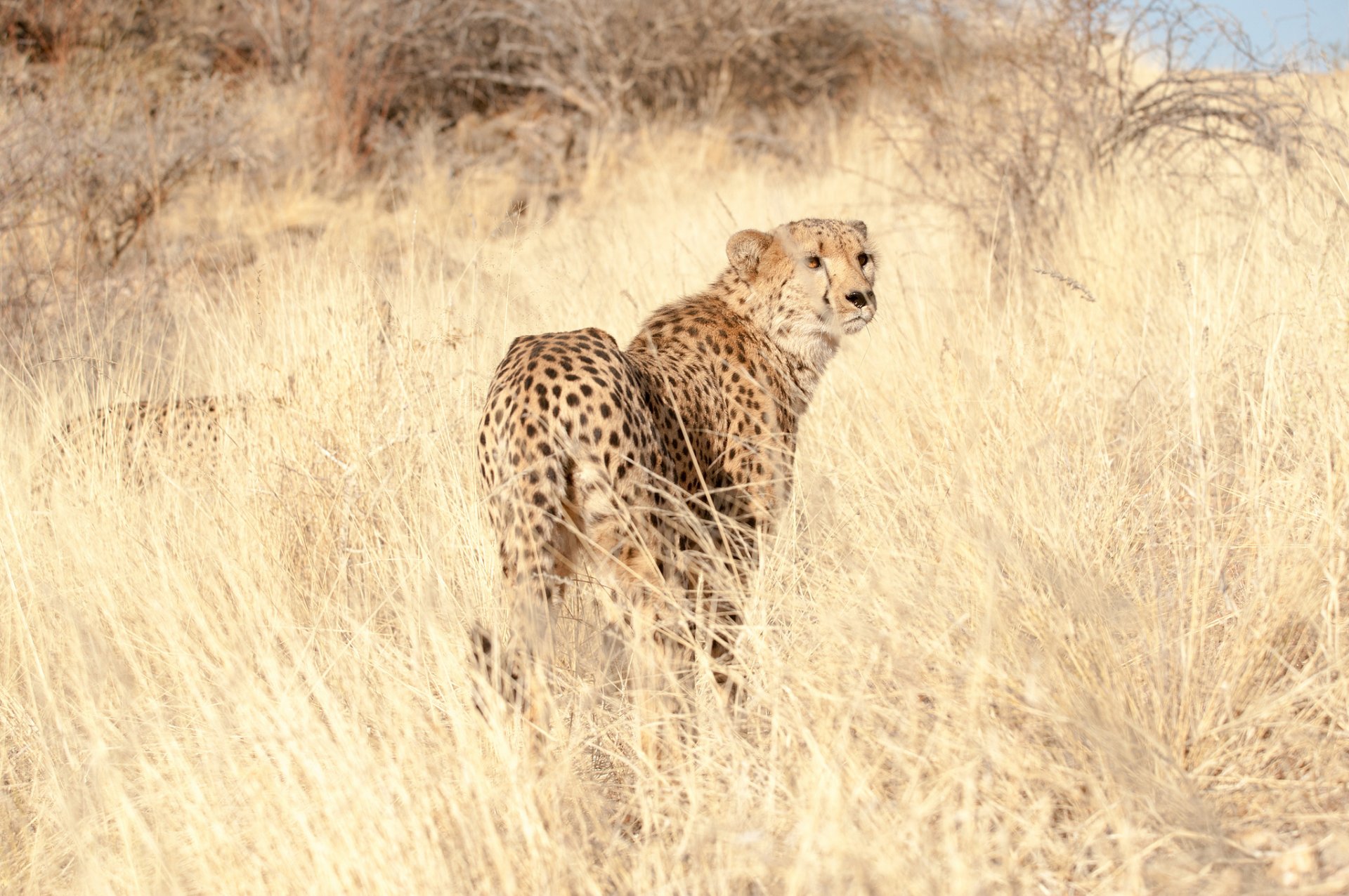 gepard drapieżnik spojrzenie trawa