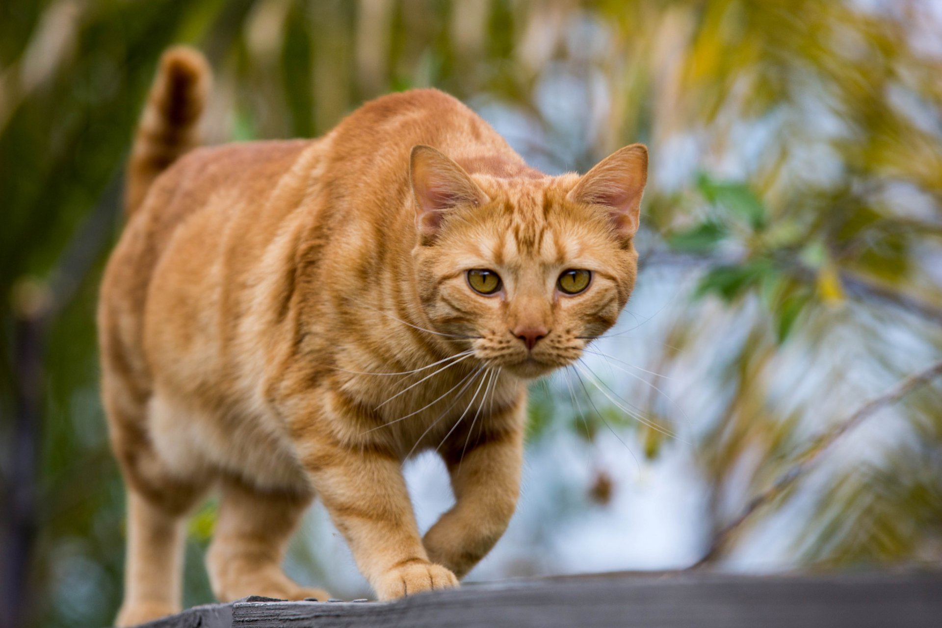 chat roux regard