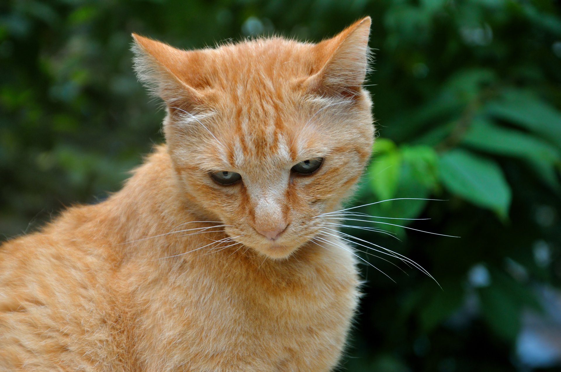 gato boris rojo follaje