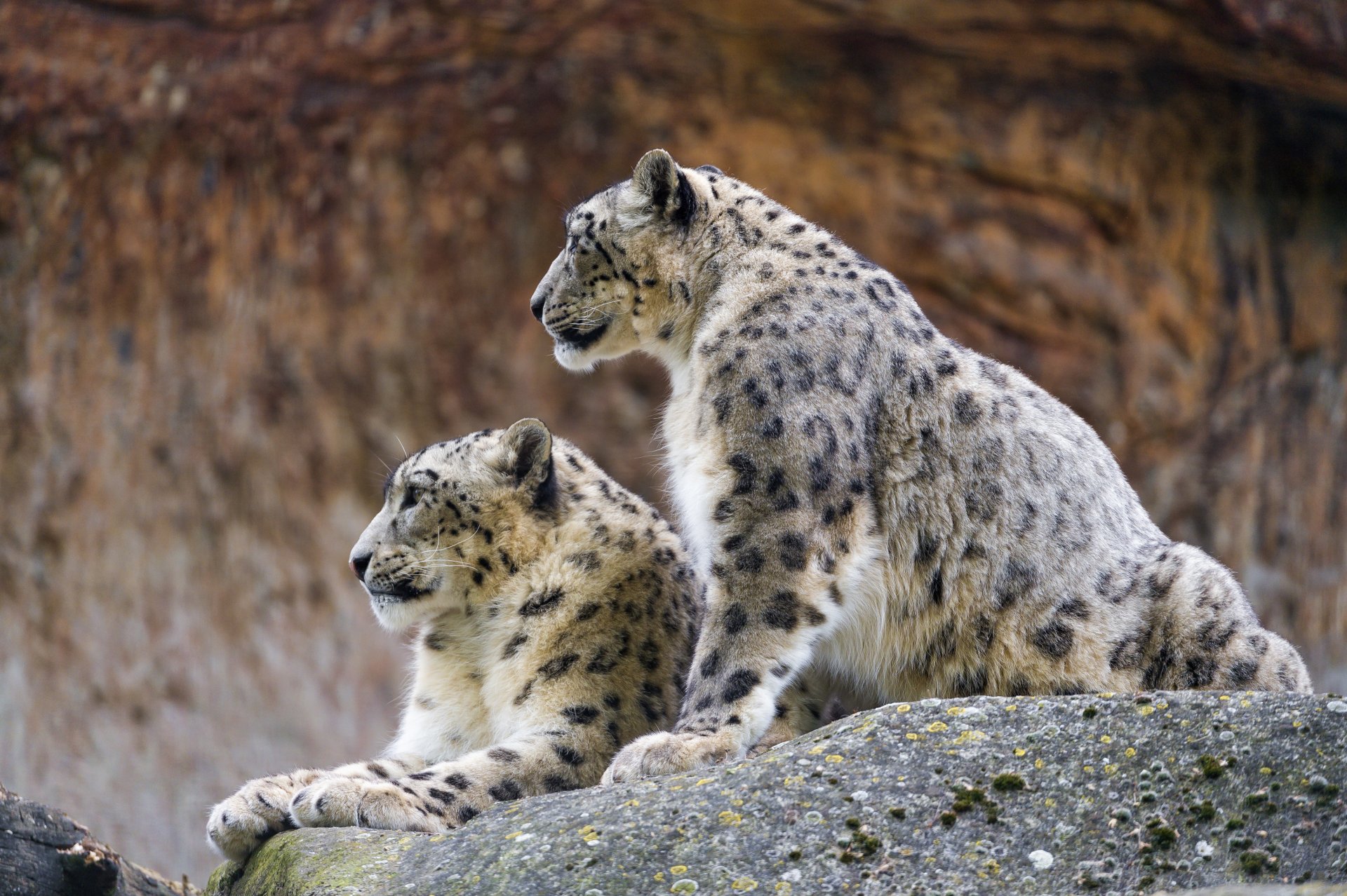 leopardo delle nevi irbis gatto coppia pietra profilo ©tambako the jaguar